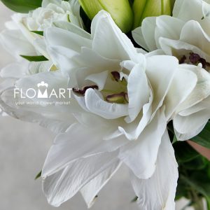 Lilium Polaris 4+ - Image 2