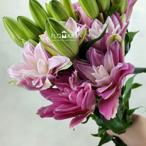 Lilium Red Honey 4+