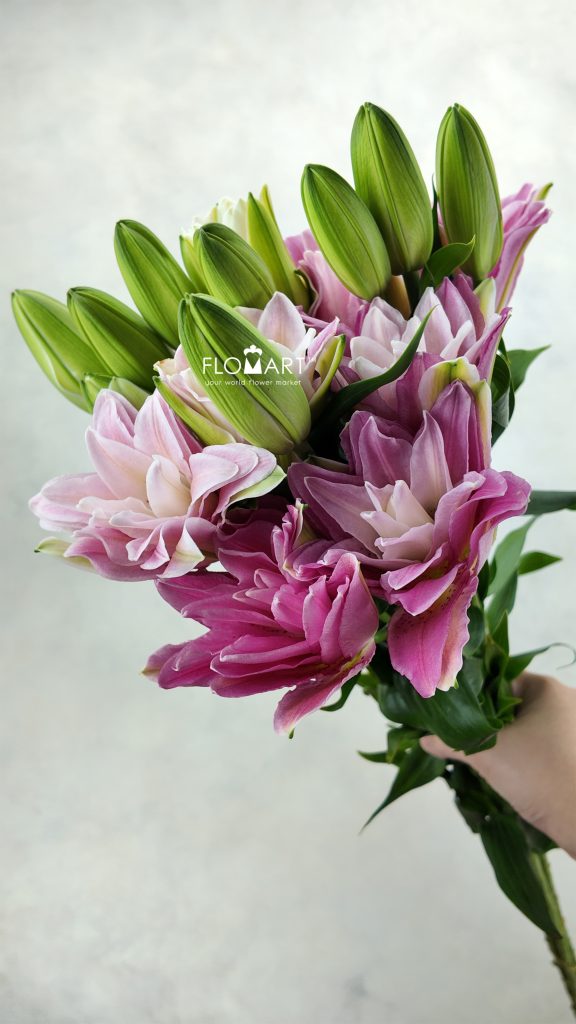 Lilium Red Honey 4+