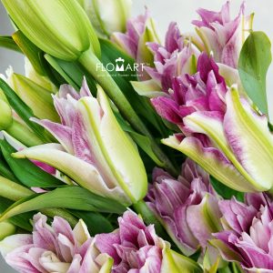 Lilium Red Ribbon 4+