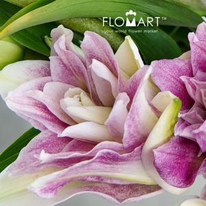 Lilium Red Ribbon 4+ - Image 2