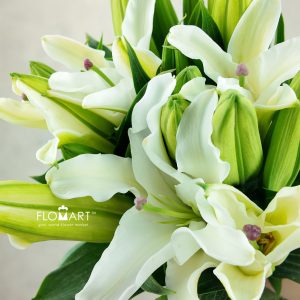 Lilium Siberia Z
