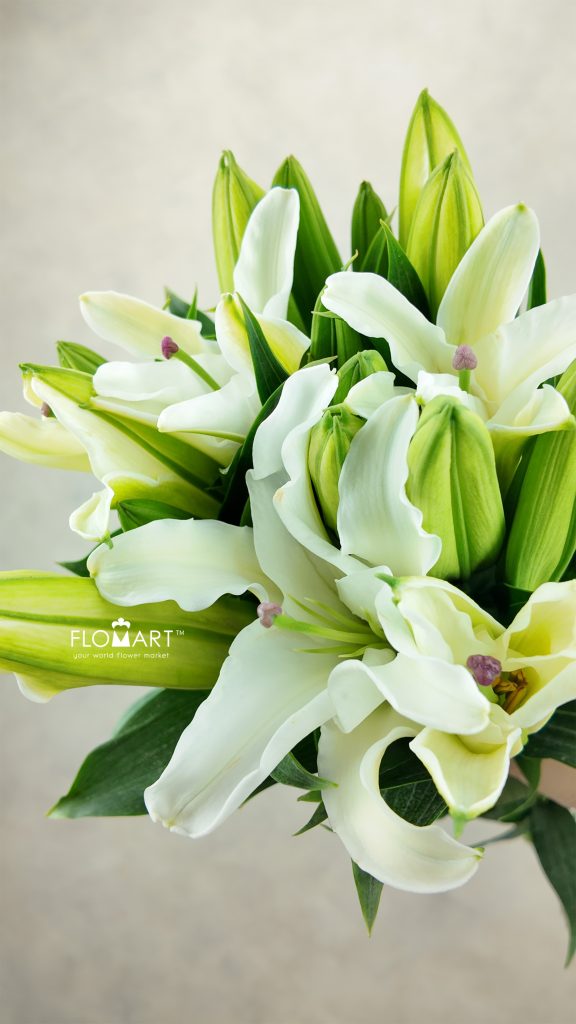 Lilium Siberia 4+