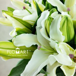 Lilium Siberia 4+ - Image 2