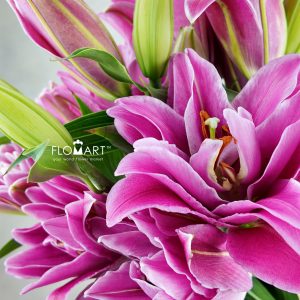 Lilium Tepper 4+