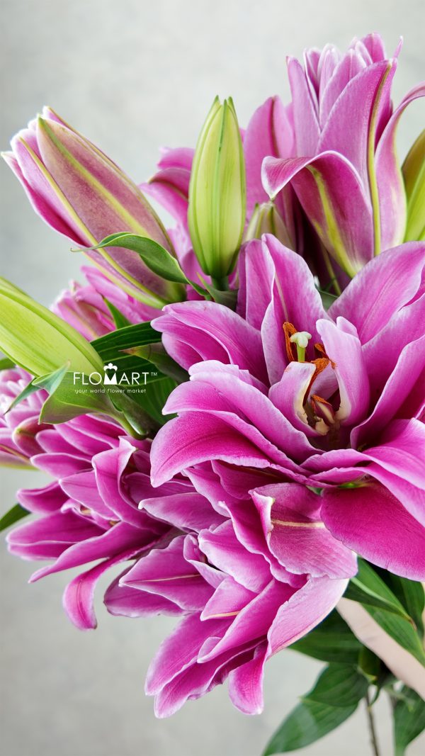 Lilium Tepper 4+ Lilium Tepper 4+