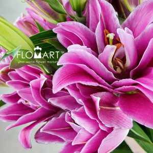 Lilium Tepper 4+ - Image 2