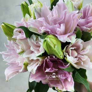 Lilium Yidisa 4+