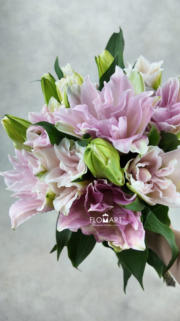 Lilium Yidisa 4+