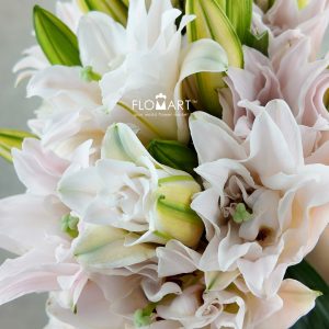 Lilium Zinfandel 4+