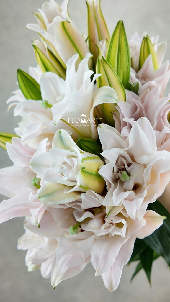 Lilium Zinfandel 4+