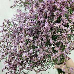 Limonium Light Pink