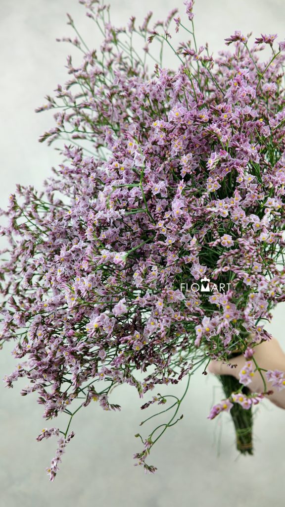 Limonium Light Pink