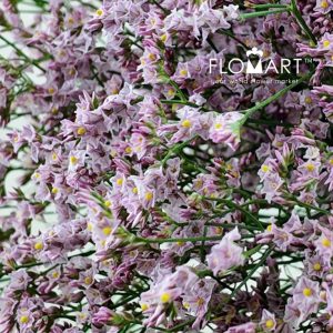 Limonium Light Pink - Image 2