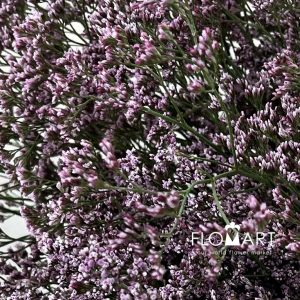 Limonium Oishii Pink - Image 2