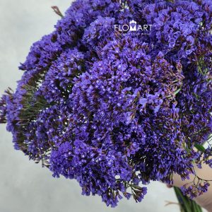Limonium Perezil
