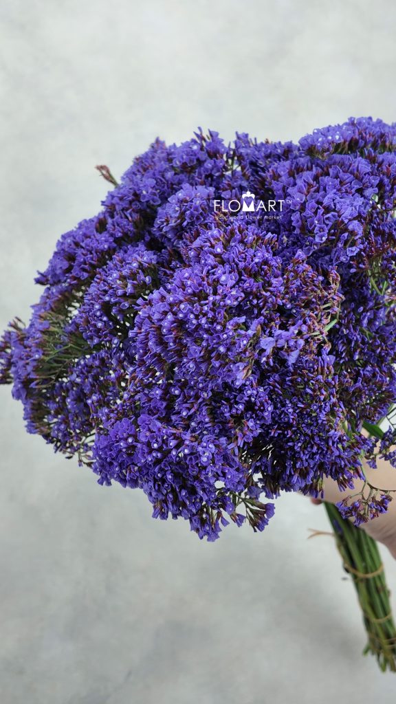 Limonium Perezil