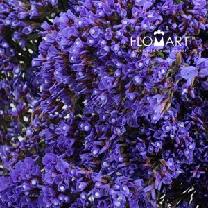 Limonium Perezil - Image 2