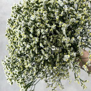 Limonium Pina Colada