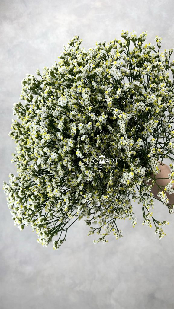 Limonium Pina Colada