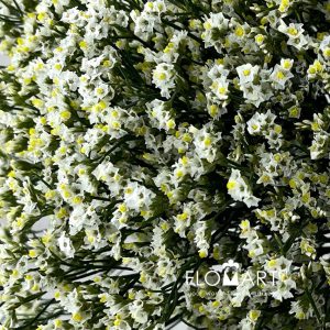 Limonium Pina Colada - Image 2