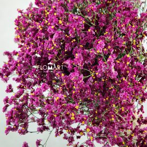 Limonium Pink