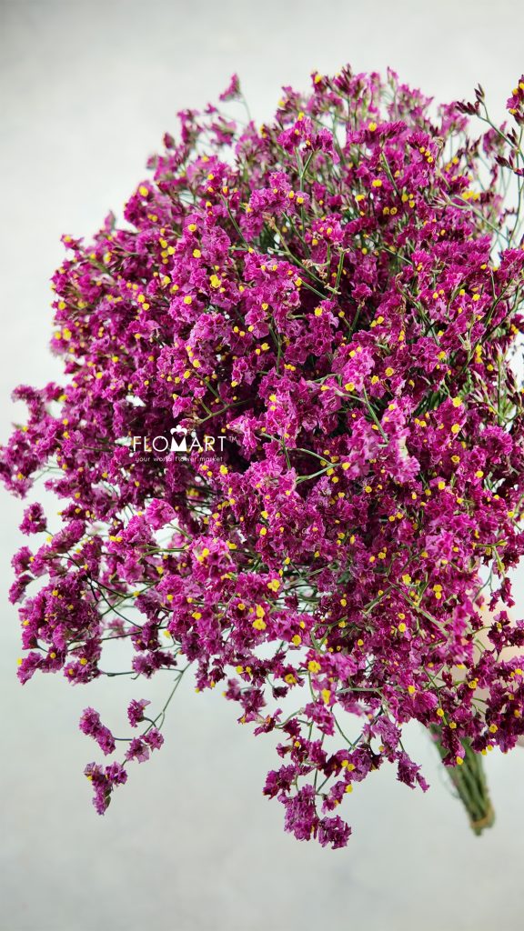 Limonium Pink