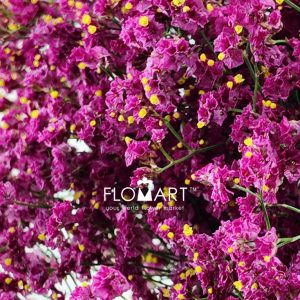 Limonium Pink - Image 2