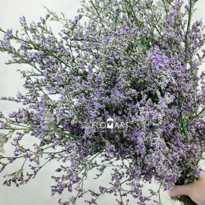 Limonium Purple Caspea