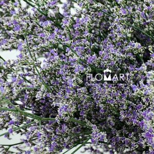 Limonium Purple Caspea - Image 2