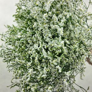 Limonium White