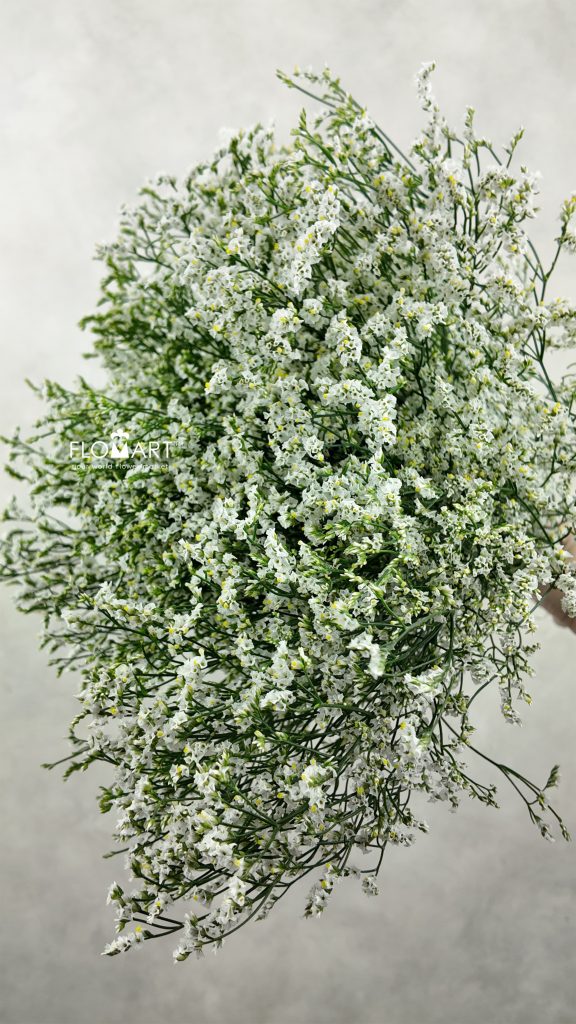 Limonium White