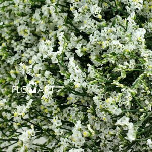 Limonium White - Image 2