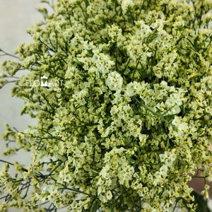Limonium Yellow
