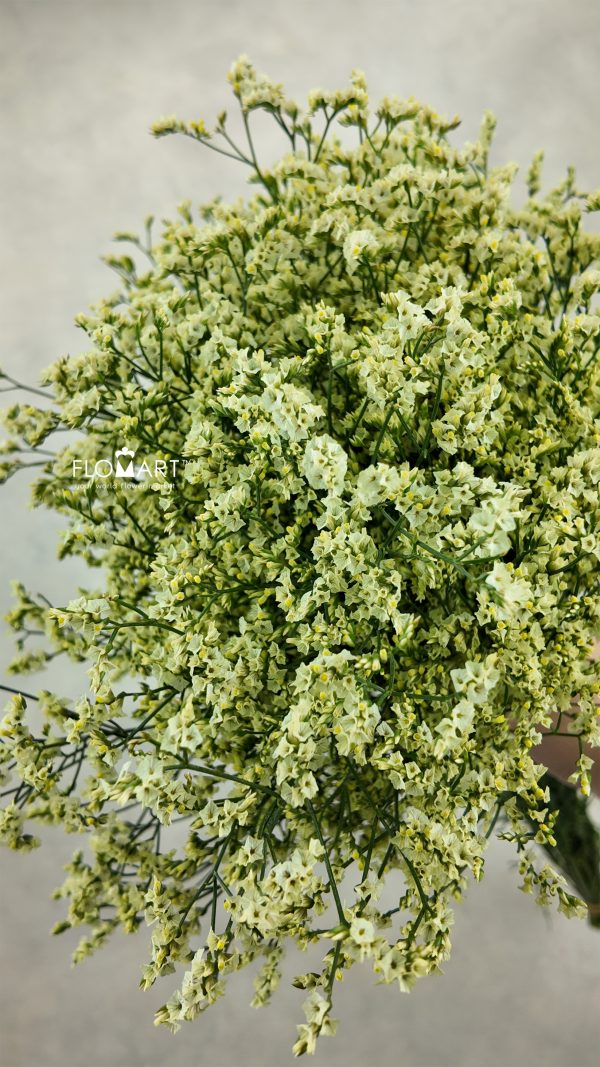 Limonium Yellow