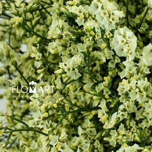 Limonium Yellow - Image 2