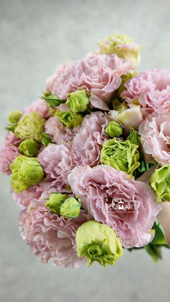 Lisianthus Apricot