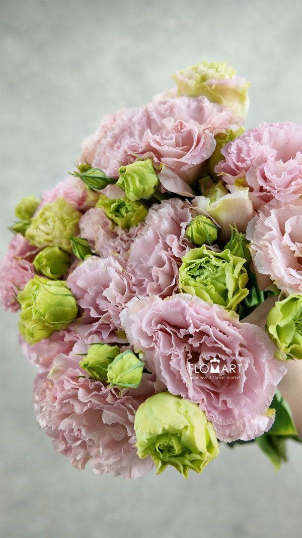 Lisianthus Apricot Lisianthus Apricot