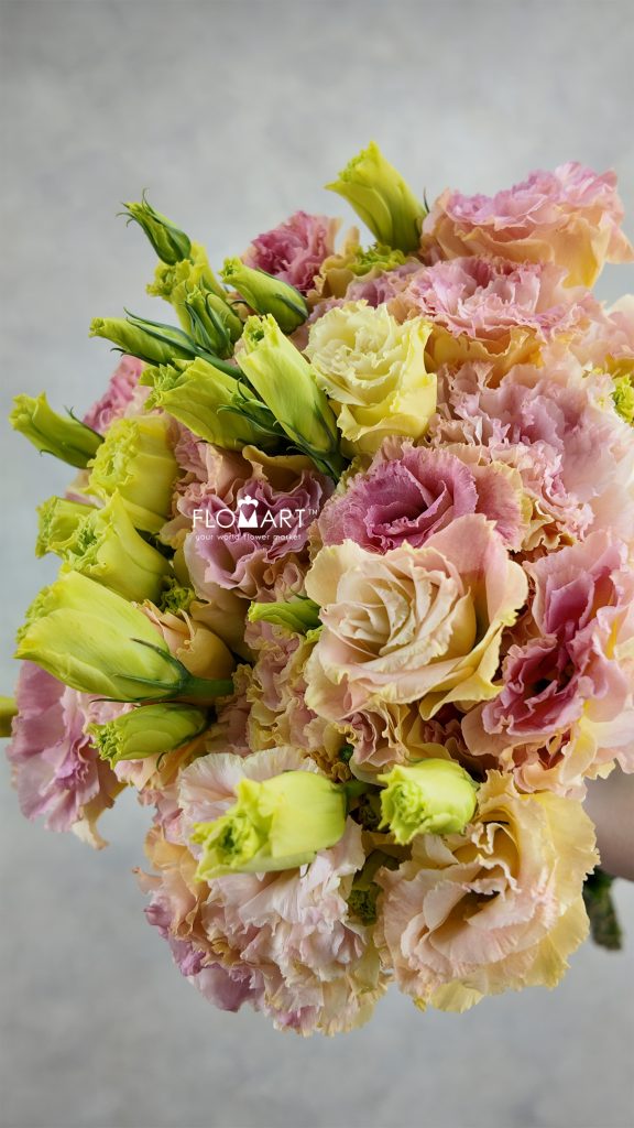 Lisianthus Champagne