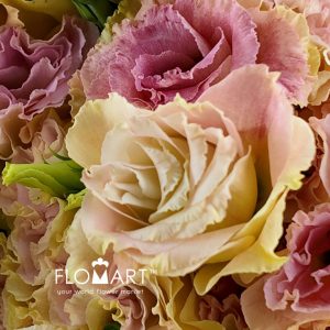 Lisianthus Champagne - Image 2