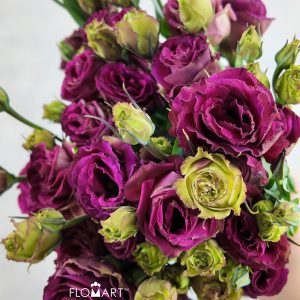 Lisianthus Cherry