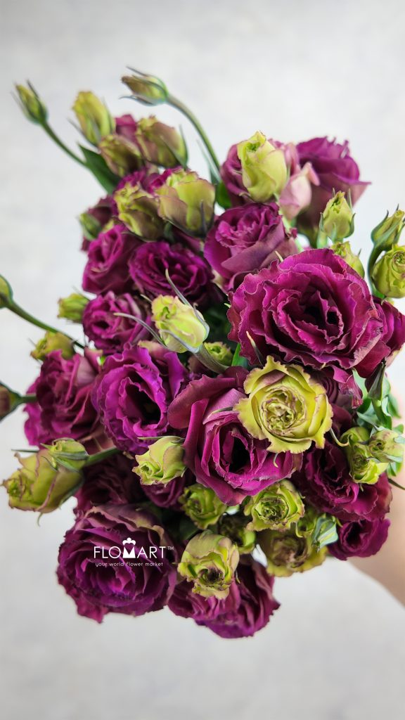 Lisianthus Cherry