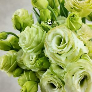 Lisianthus Green