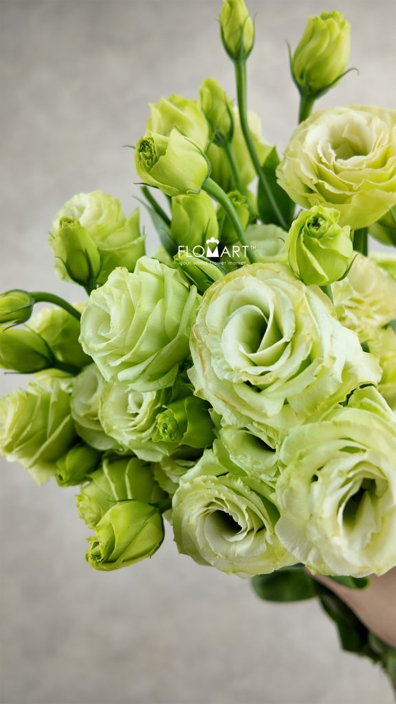 Lisianthus Green