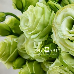 Lisianthus Green - Image 2