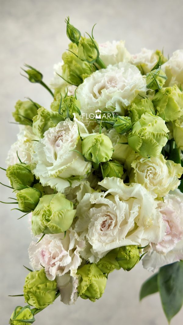 Lisianthus Ice Cream Lisianthus Ice Cream