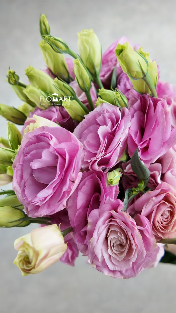 Lisianthus Pink