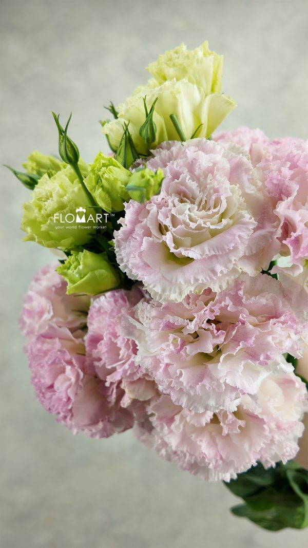 Lisianthus Pink Sunshine