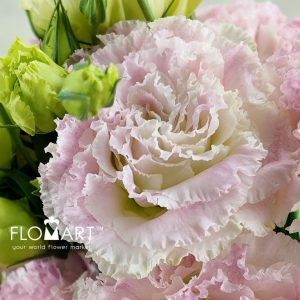 Lisianthus Pink Sunshine - Image 2
