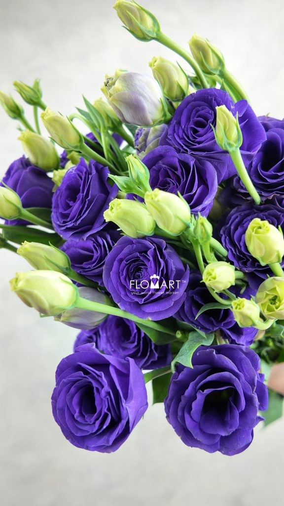Lisianthus Purple